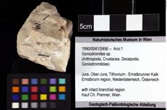 Foto (Objket + Etiketten) von Goniodromites sp. 